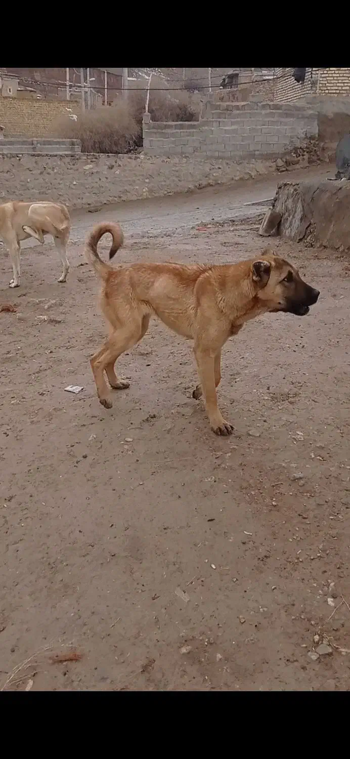 سگ سرابی|سگ|شادیان, |دیوار