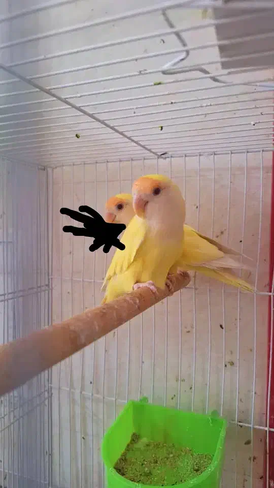 کوتوله|پرنده|سراوان, |دیوار