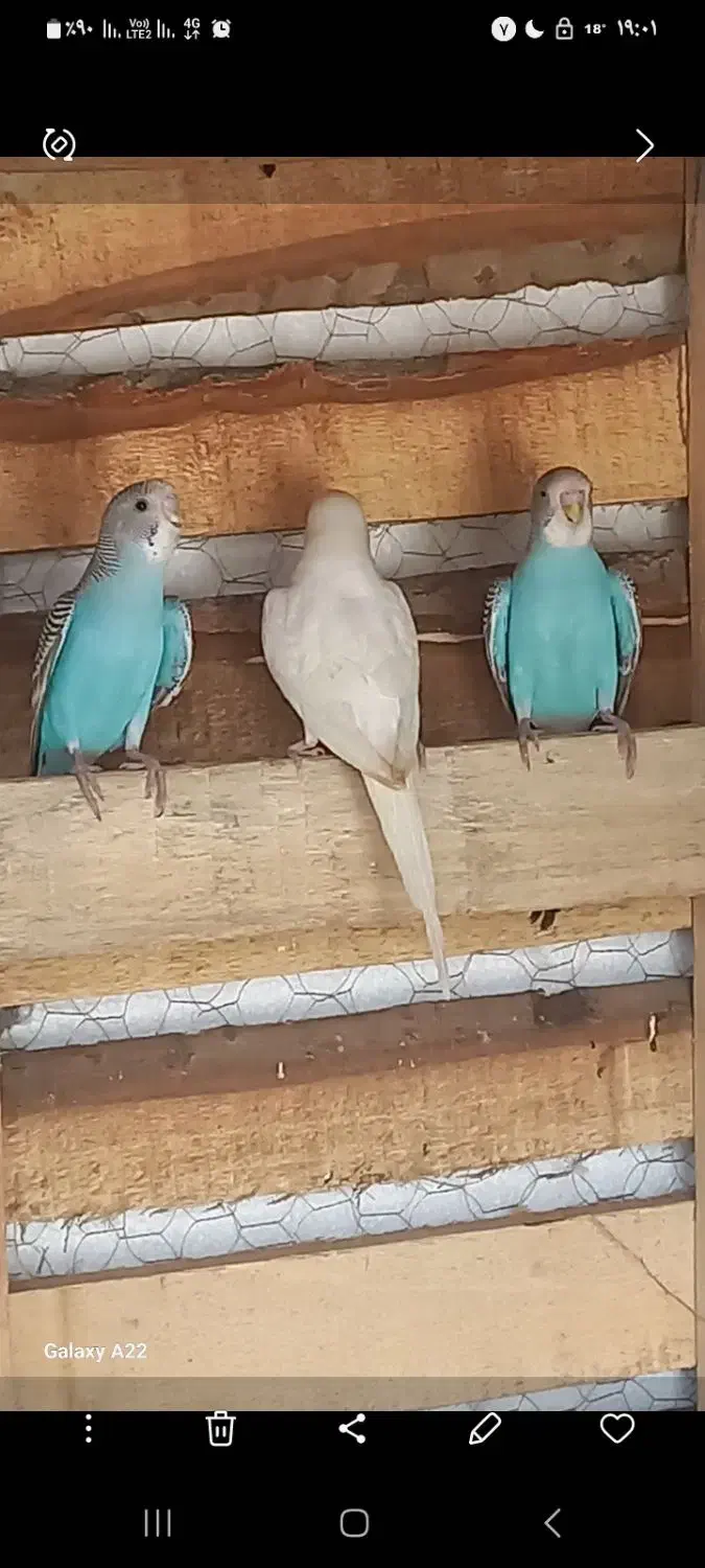 فروش مرغ عشق|پرنده|آسمینون, |دیوار