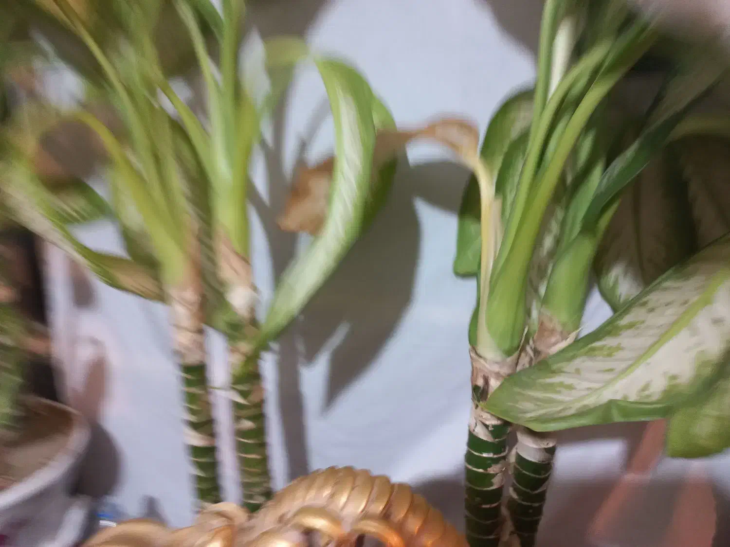 گل دیفن|گل و گیاه طبیعی|نهاوند, |دیوار