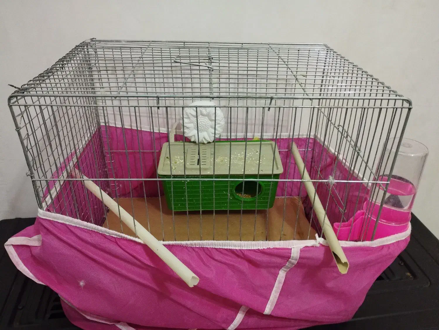 مرغ عشق|پرنده|شوشتر, |دیوار