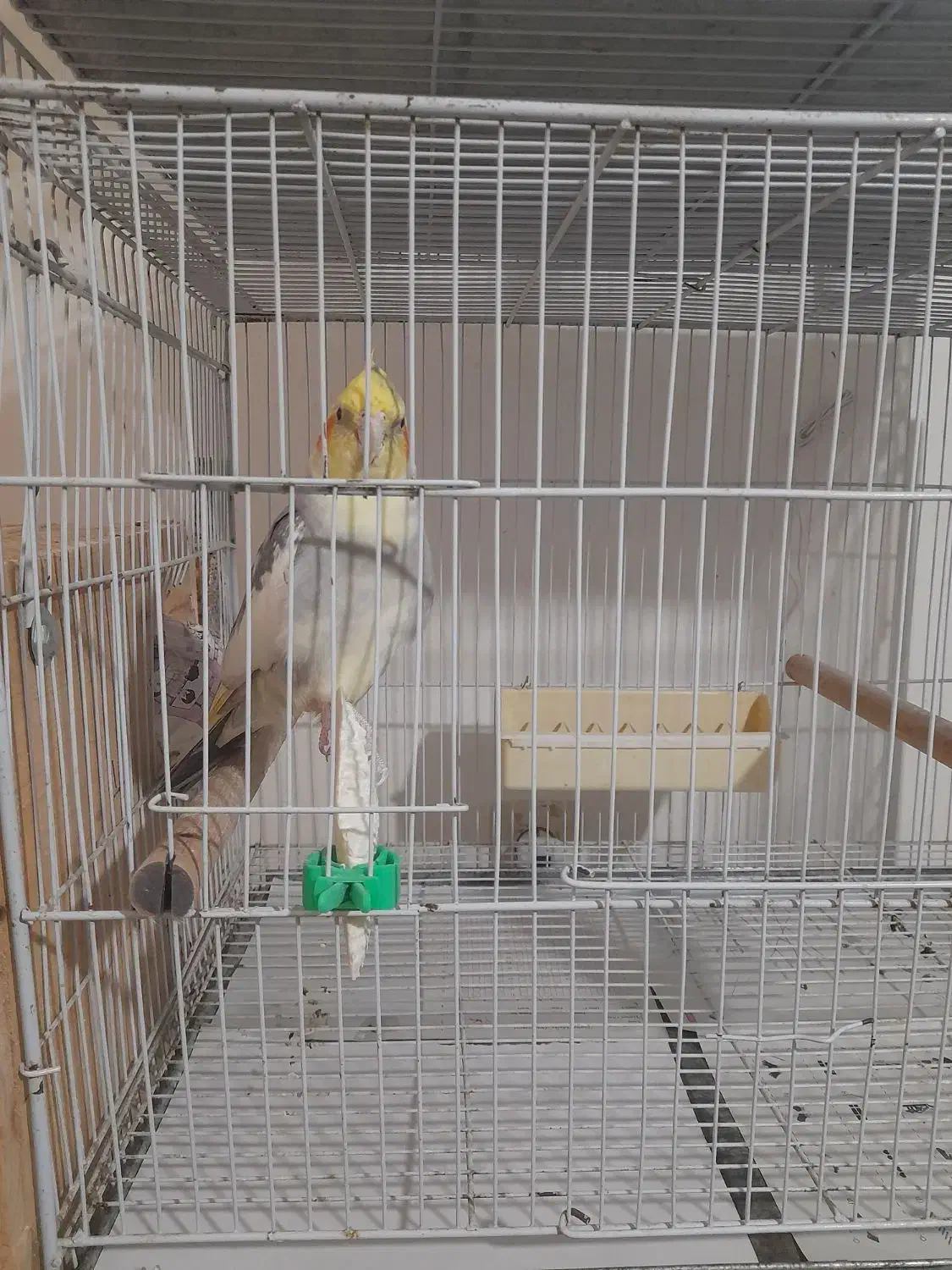 نر ابلغ|پرنده|بابل, |دیوار