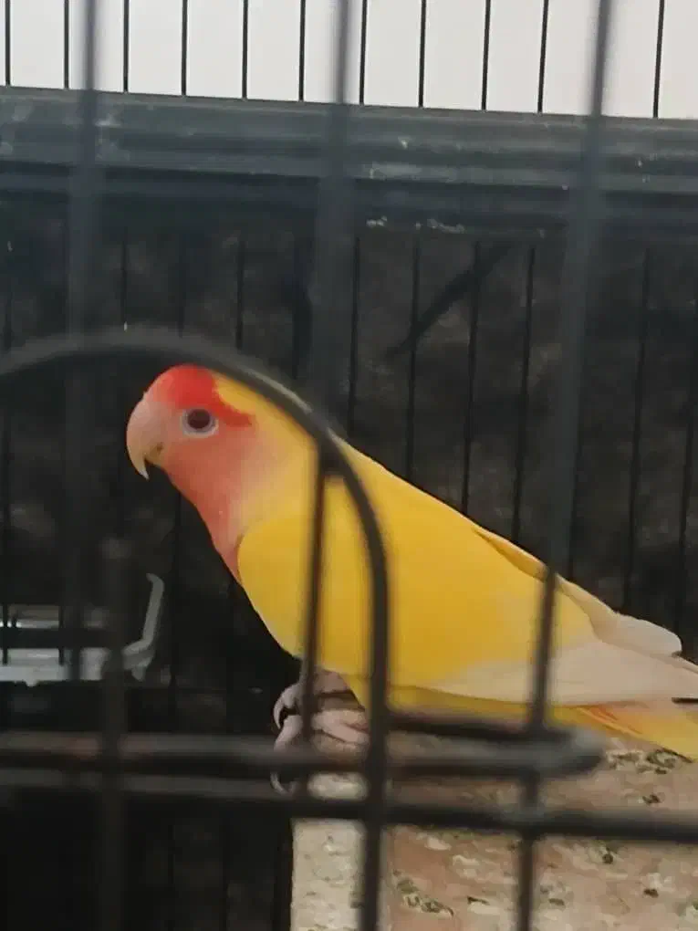 طوطی کوتوله فروشی|پرنده|میناب, |دیوار