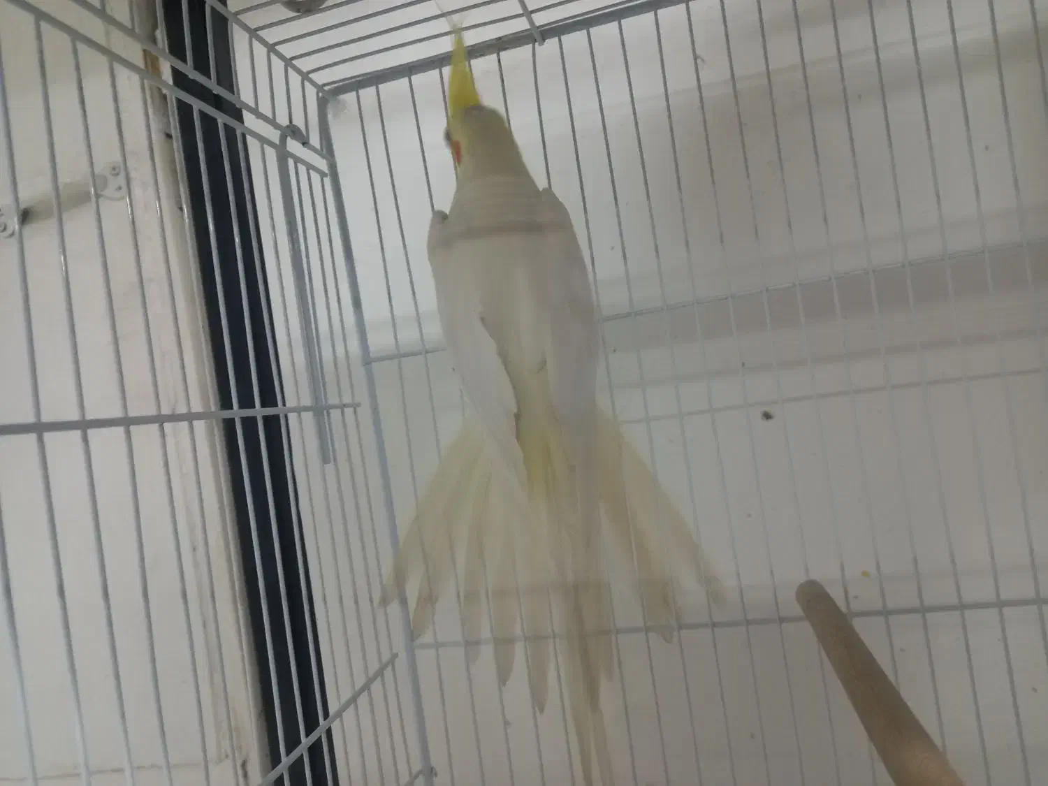 عروس هلندی نر|پرنده|قائن, |دیوار