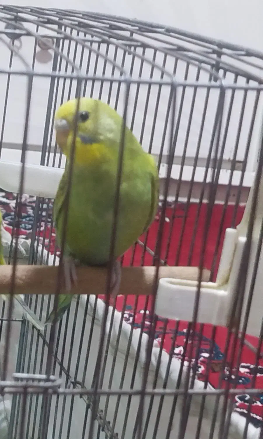 معاوضه|پرنده|شیراز, کوشک میدان|دیوار