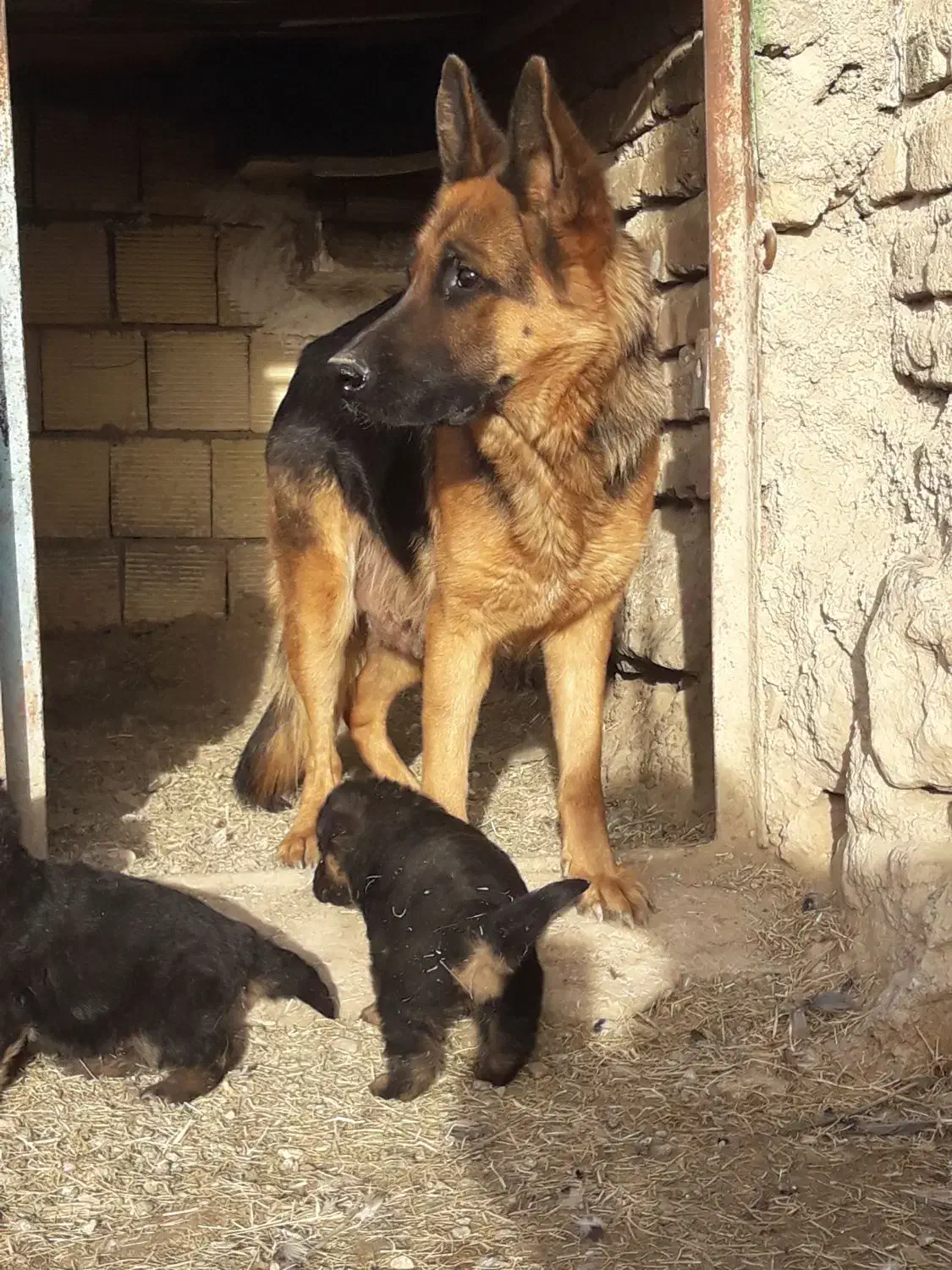 توله ژرمن|سگ|خرم‌آباد, |دیوار