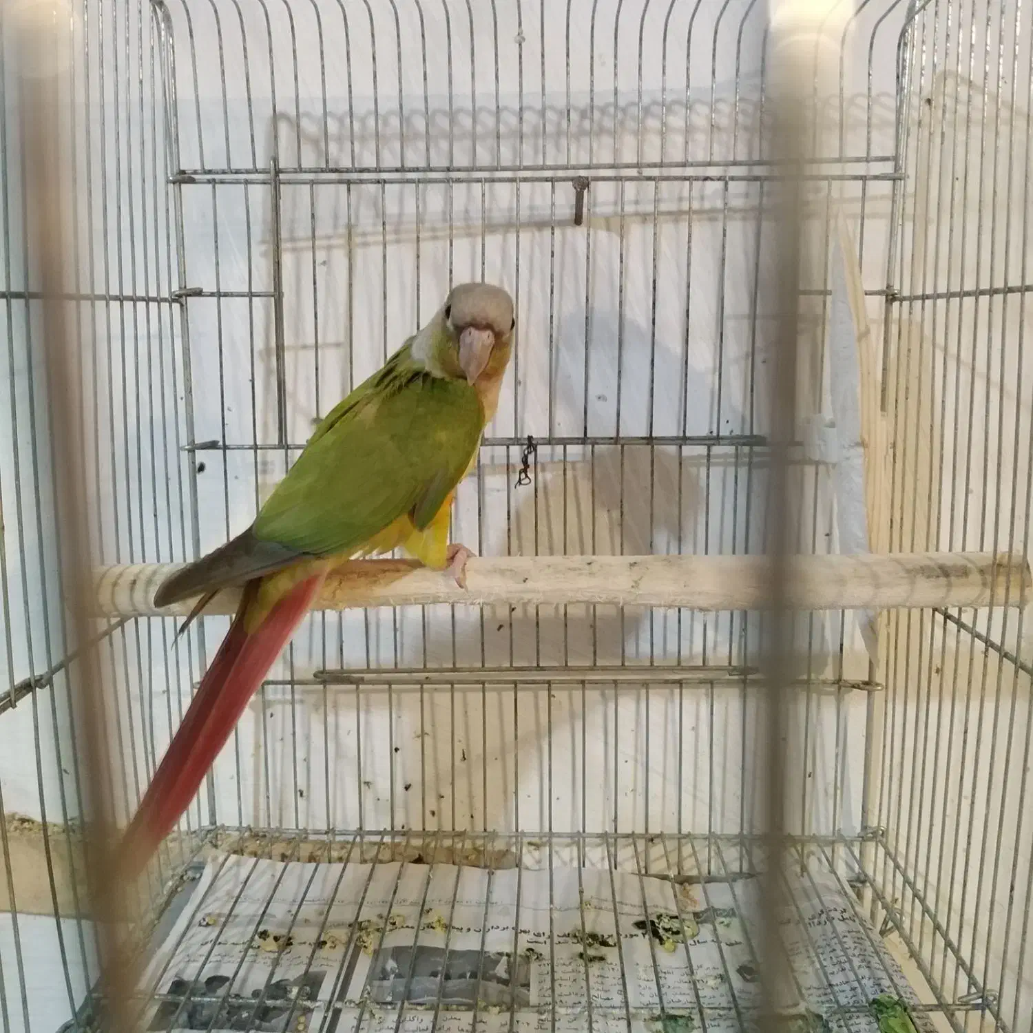 گرینچیک نر|پرنده|رشت, بازار|دیوار