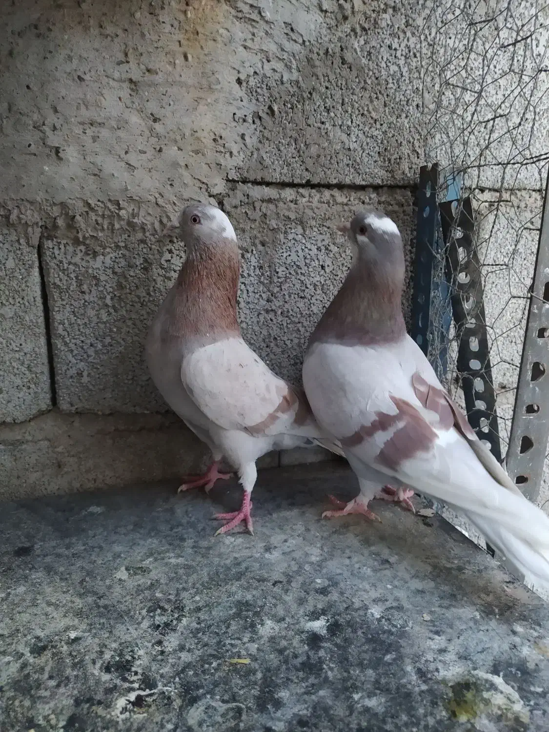 کفتر|پرنده|کهریزک, |دیوار