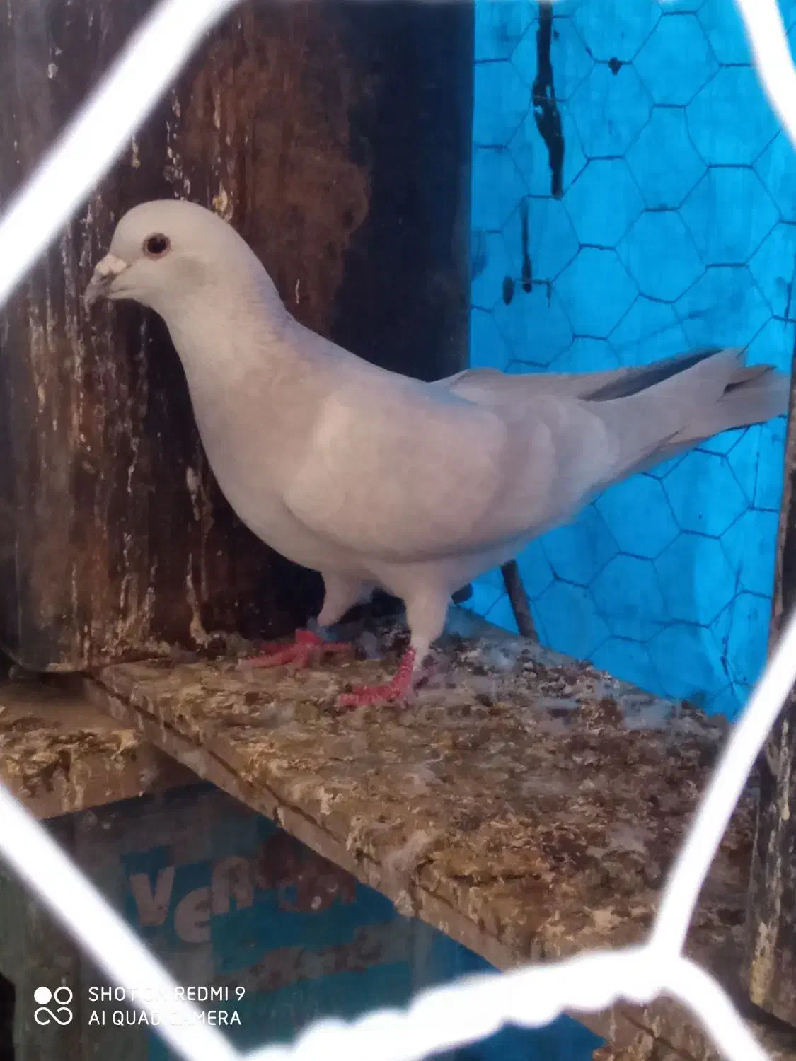 کفتر مصری|پرنده|بیرجند, |دیوار