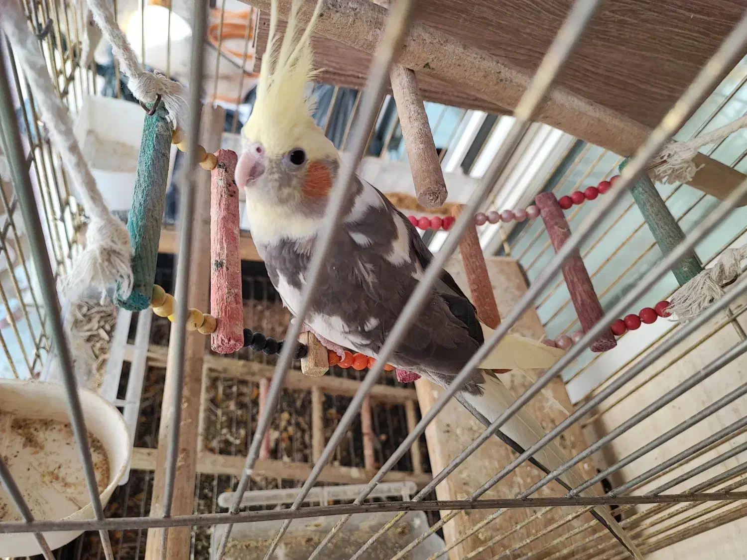 عروس هلندی نر|پرنده|اسلامشهر, شهرک مهدیه|دیوار