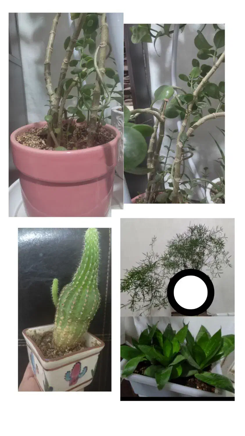 گلدون|گل مصنوعی|کرمان, |دیوار