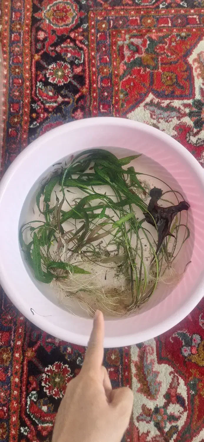 گیاه کریپتون|ماهی|ارومیه, |دیوار