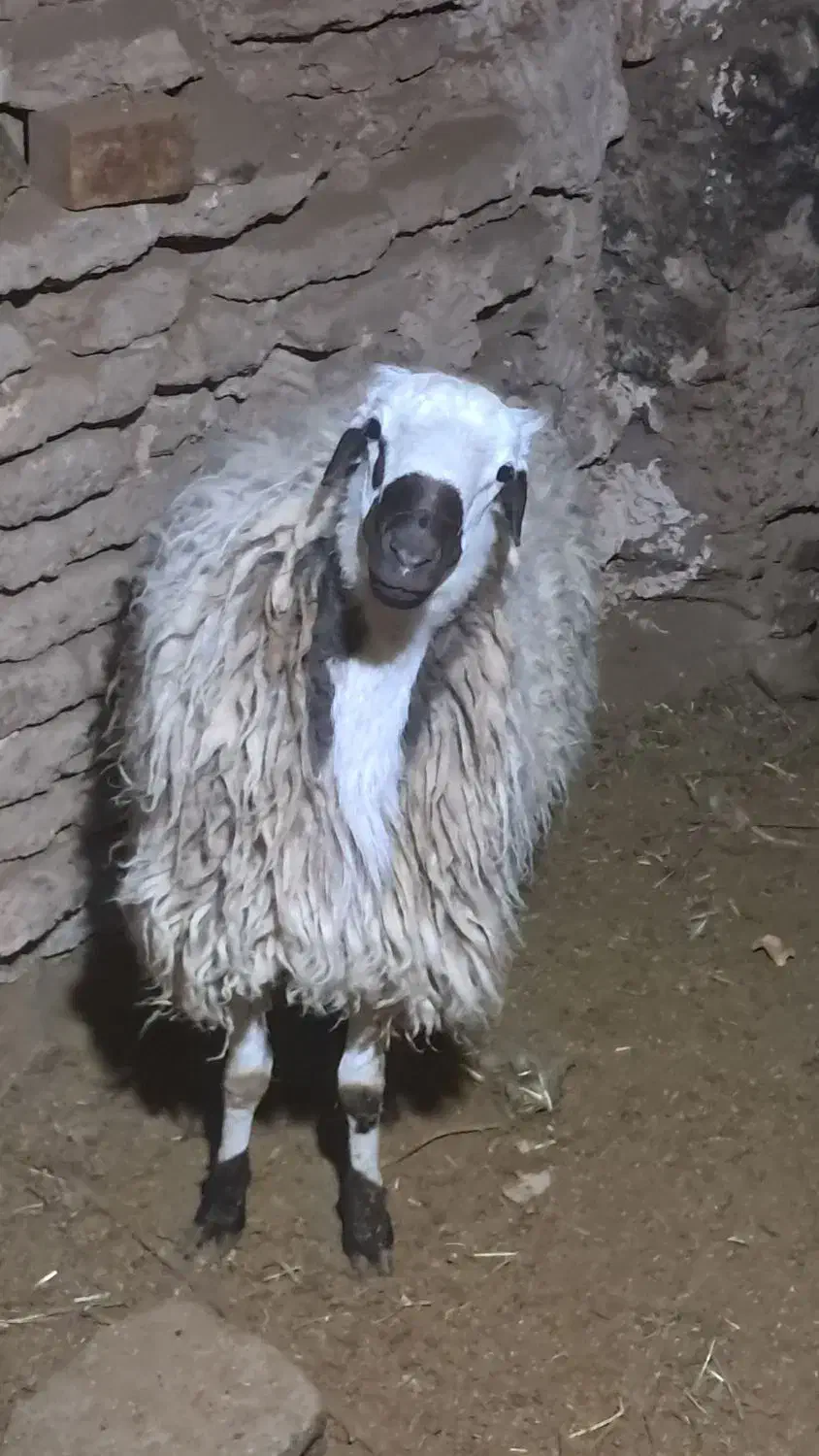 بره و شیشک|حیوانات مزرعه|سبزوار, قصبه شرقی|دیوار