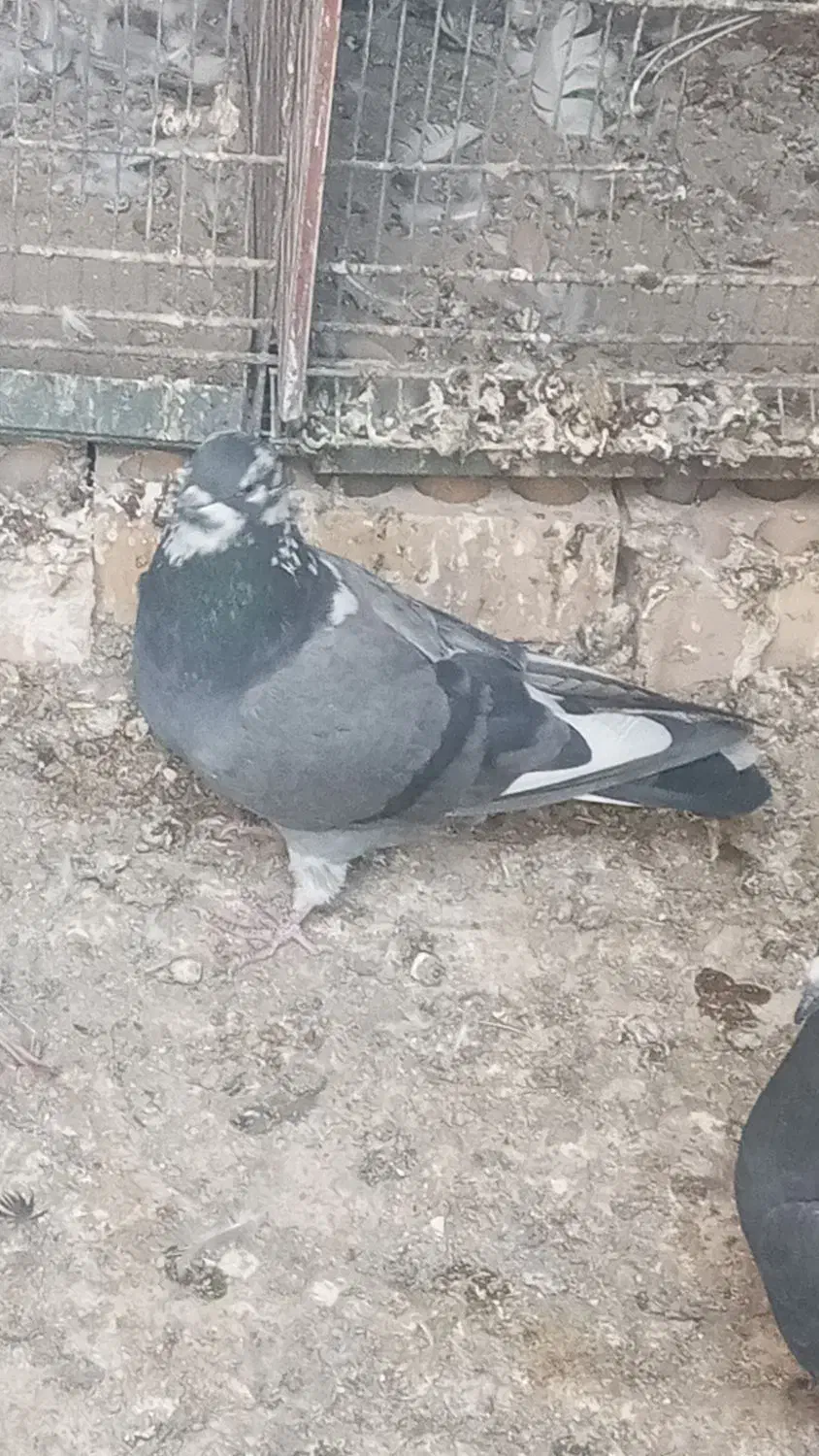 کفتر پرشی جوجه و بالغ ۵تا|پرنده|ری, فیروزآباد|دیوار