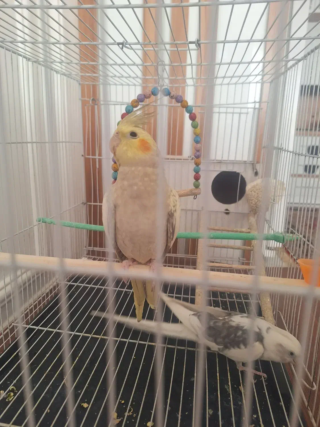 عروس گل باقالی سرحال سالم خوشگل|پرنده|مشهد, مهدی آباد|دیوار