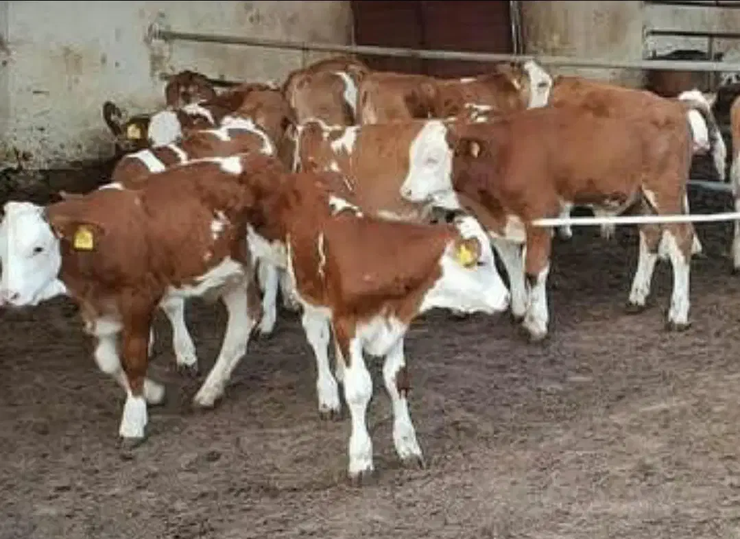 فروش گوساله شیرخوار و قطع شیر سمینتال بالا۵راس|حیوانات مزرعه|شاهینشهر, حافظ جنوبی|دیوار