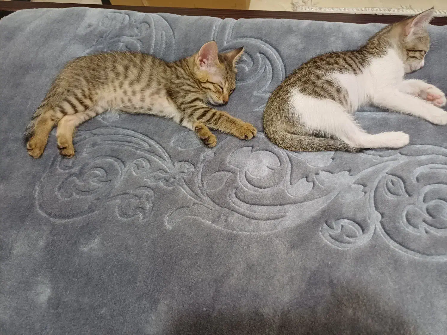 واگذاری رایگان بچه گربه|گربه|ری, جوانمرد قصاب|دیوار