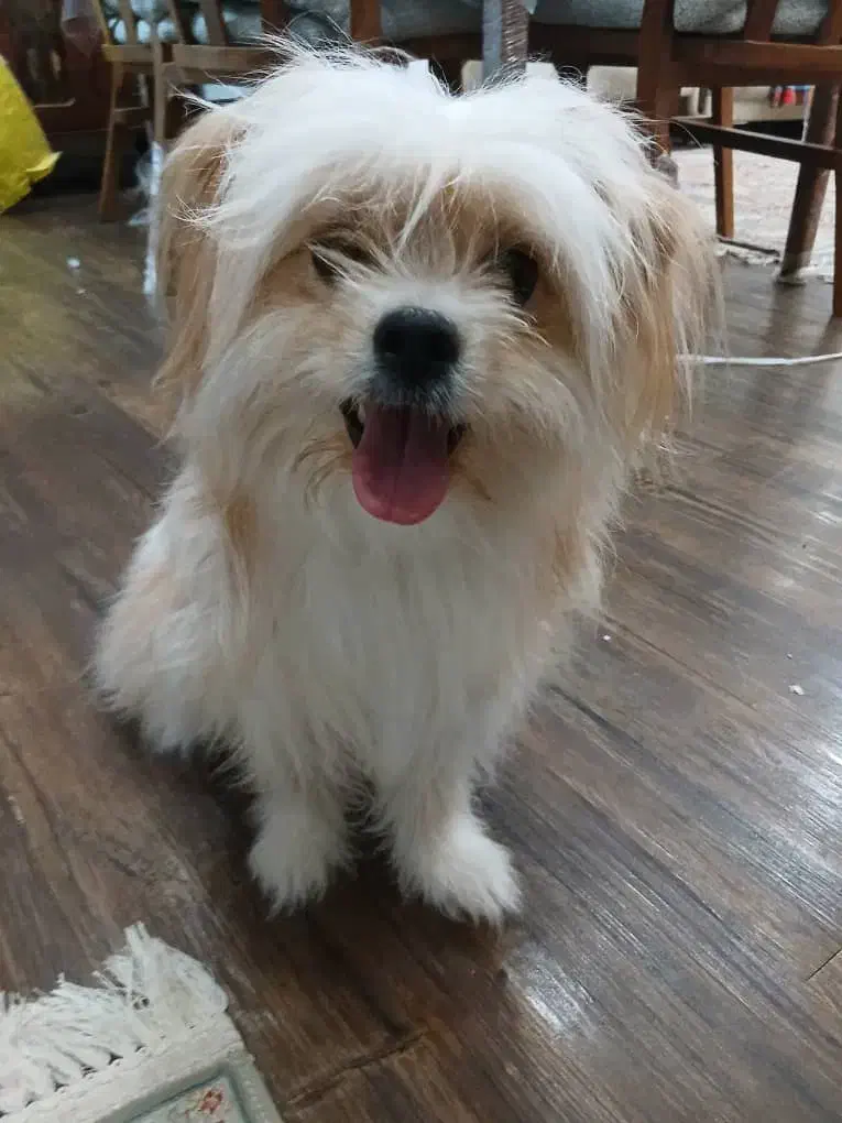 سگ شیتزو|سگ|شاهینشهر, خانه کارگر|دیوار