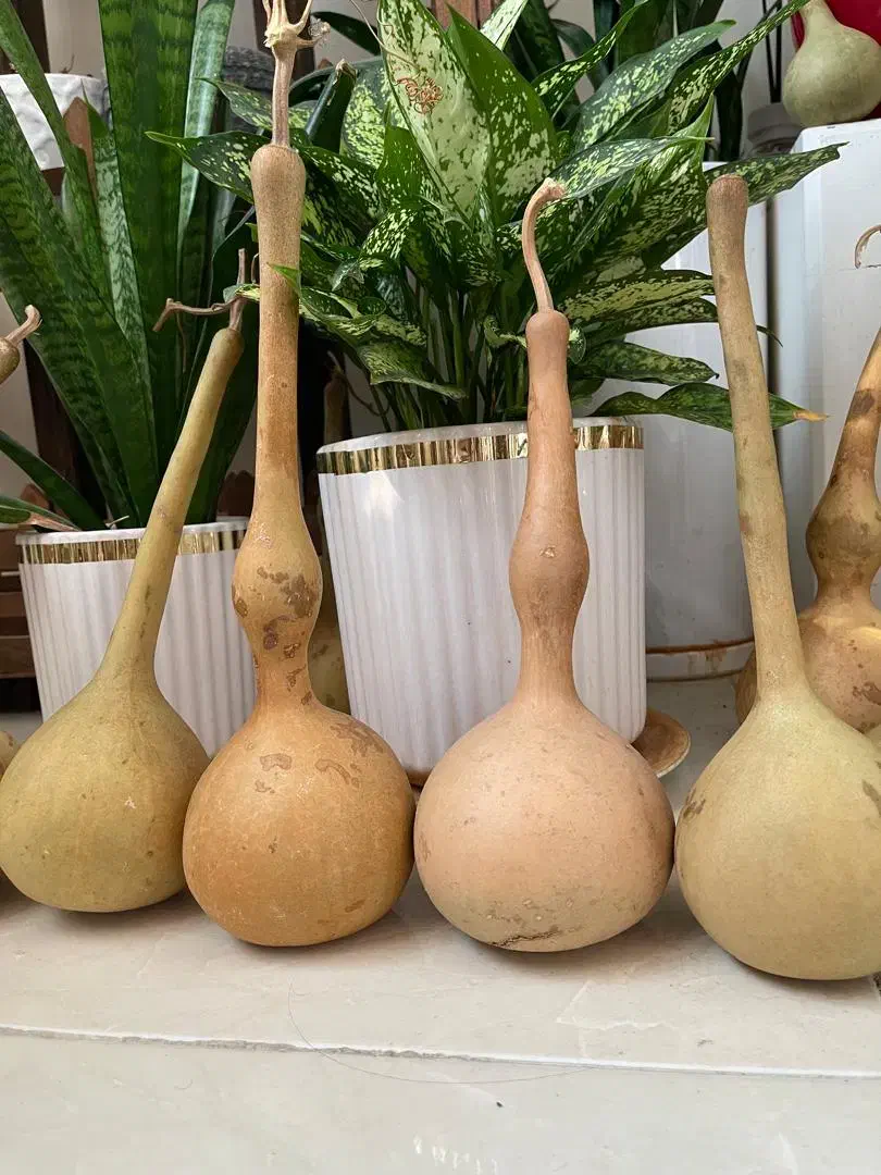 کدو تزئینی|صنایع دستی و سایر لوازم تزئینی|تهران, افسریه شمالی|دیوار