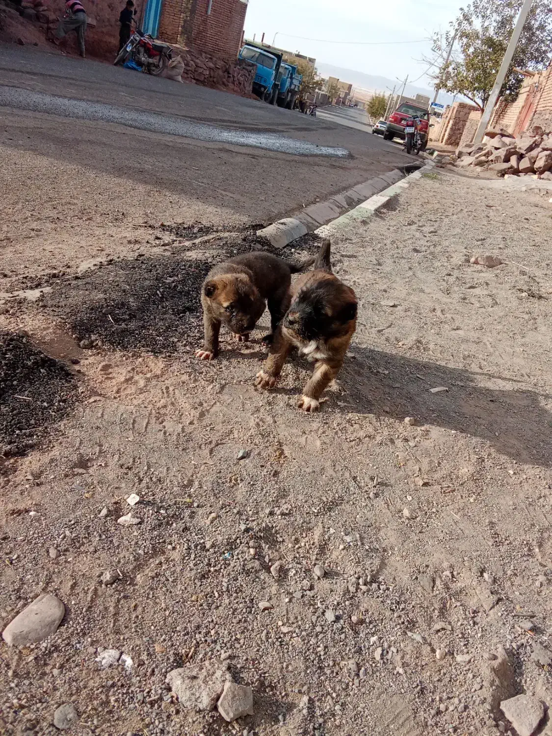 سگ سرابی|سگ|تربتحیدریه, پائین ولایت|دیوار