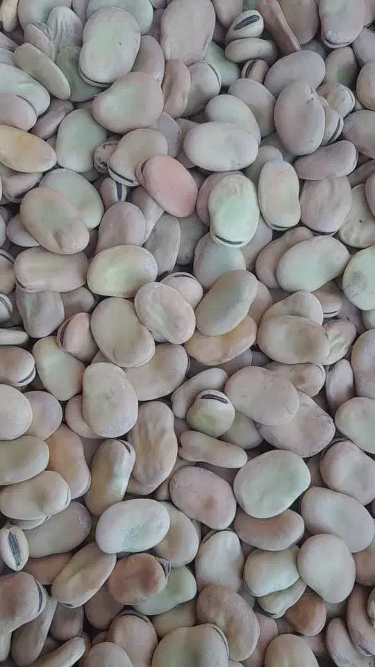 باقلا،باقله بذری و خوراکی.|عمده‌فروشی|ششده و قره بلاغ, |دیوار