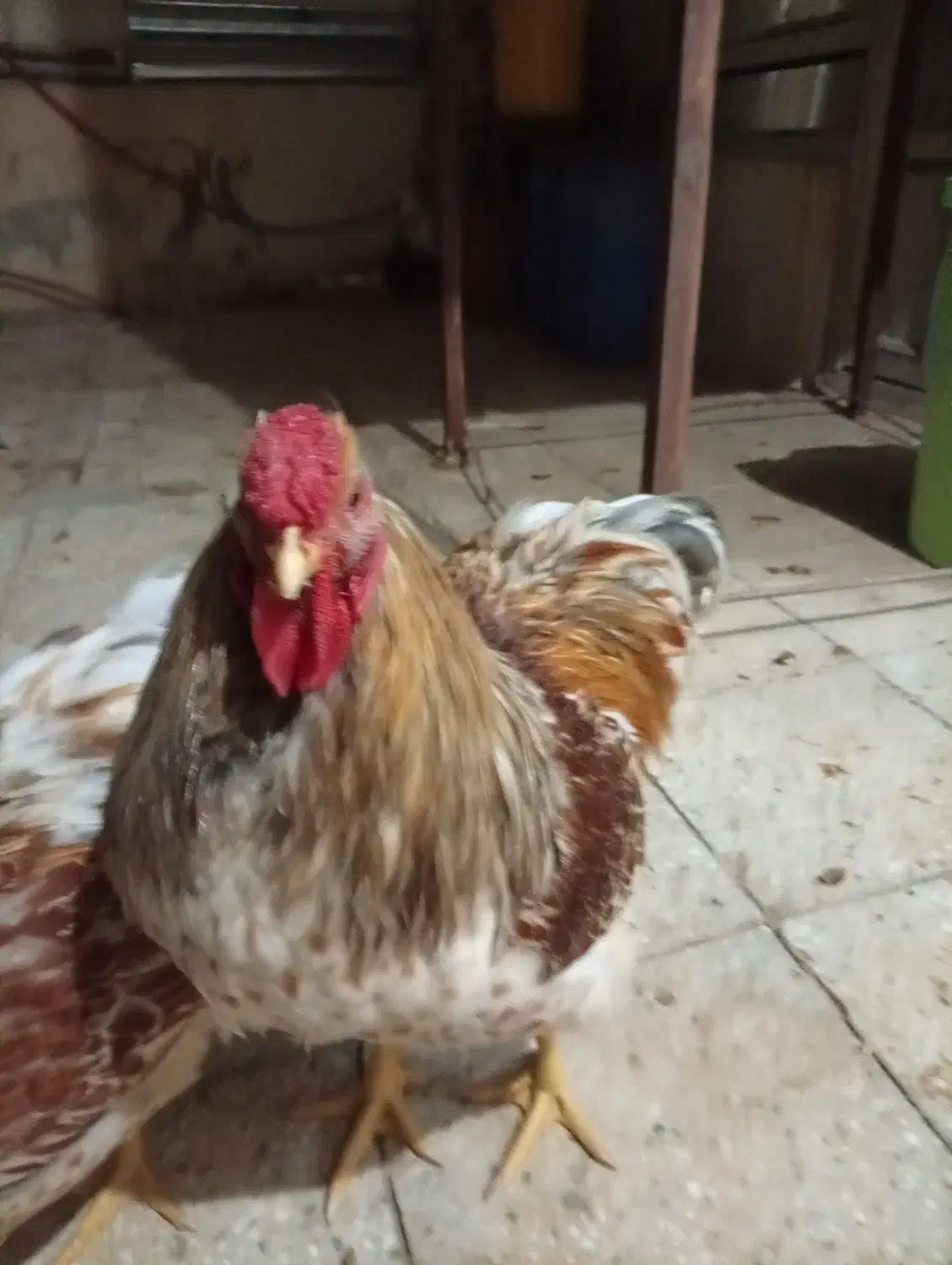 خروس ویاندونت|حیوانات مزرعه|یزد, |دیوار