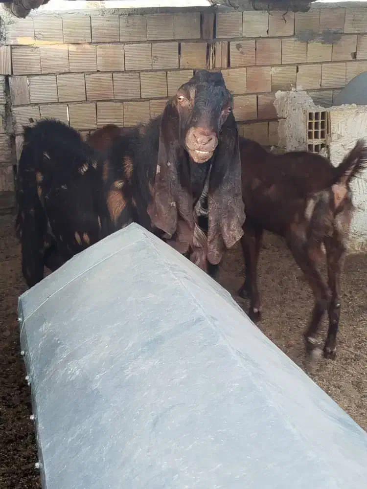 بزمری|حیوانات مزرعه|زاهدان, |دیوار