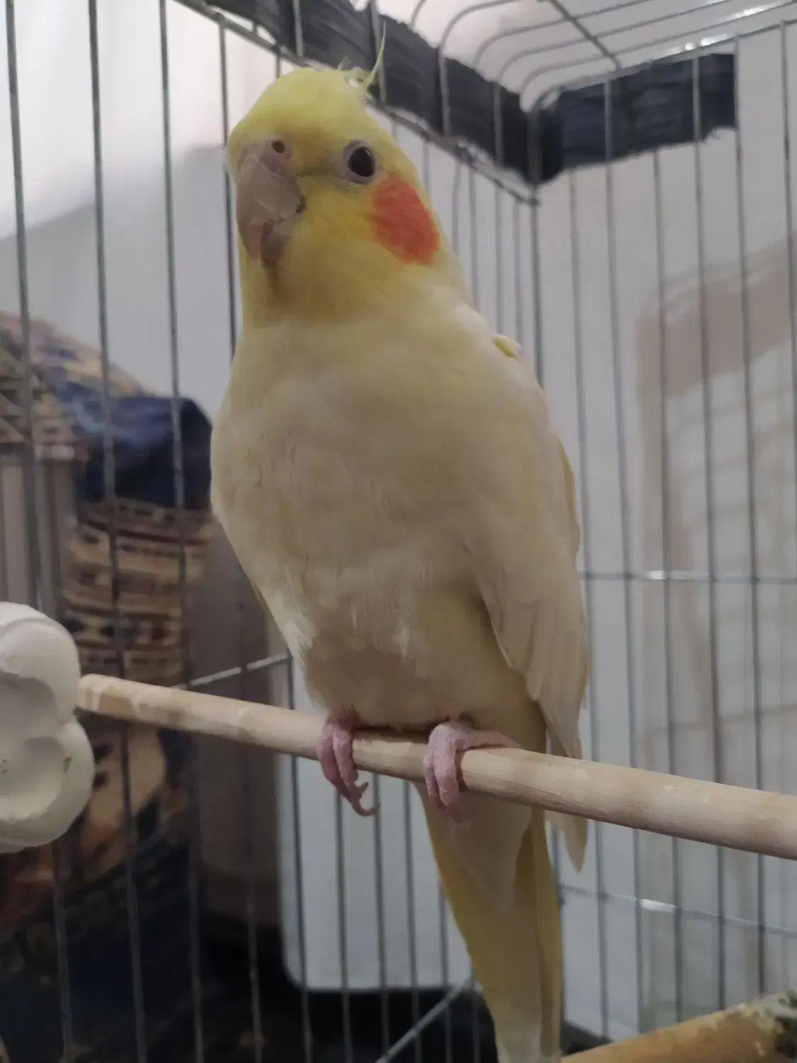 عروس هلندی|پرنده|کبودرآهنگ, |دیوار