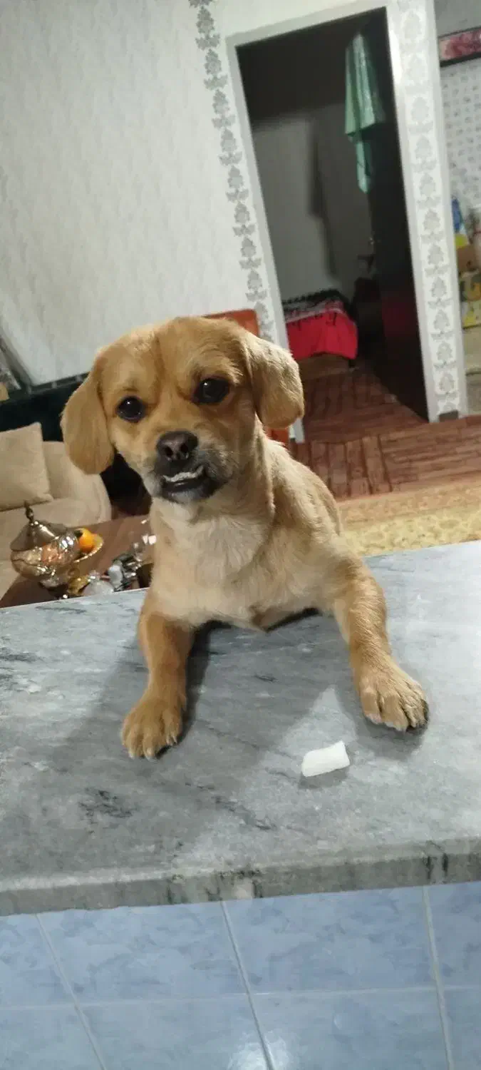 سگ شیتزو|سگ|کرج, خرمدشت|دیوار