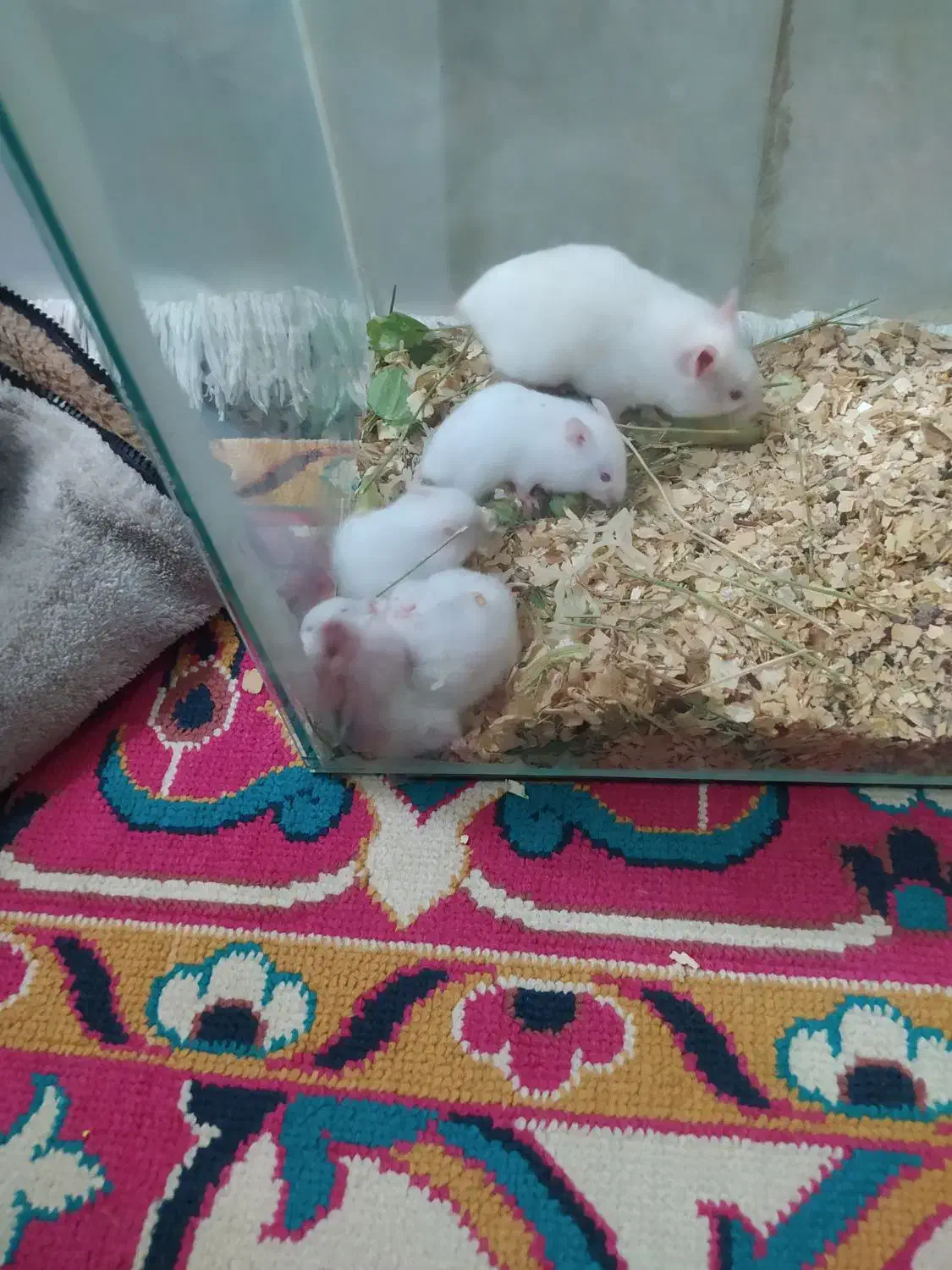 بچه همستر|موش و خرگوش|مشهد, ایوان|دیوار