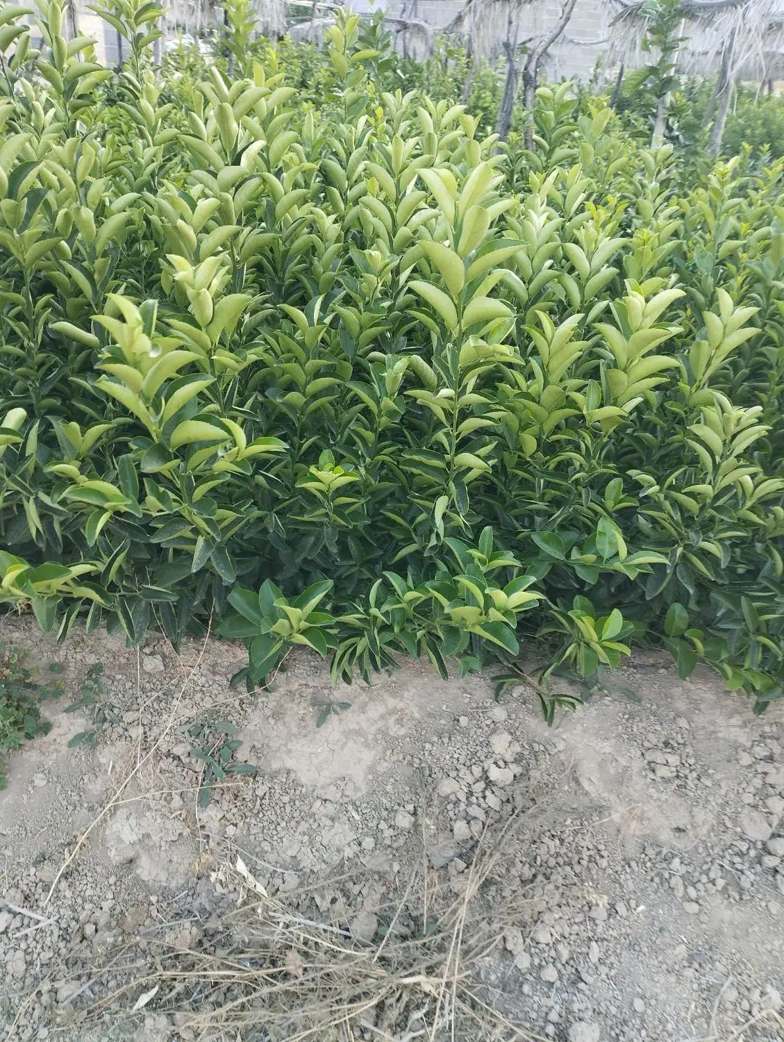 نهال کاری|خدمات باغبانی و درختکاری|خفر, |دیوار