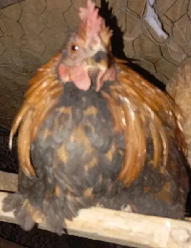 فروشی|حیوانات مزرعه|داراب, |دیوار