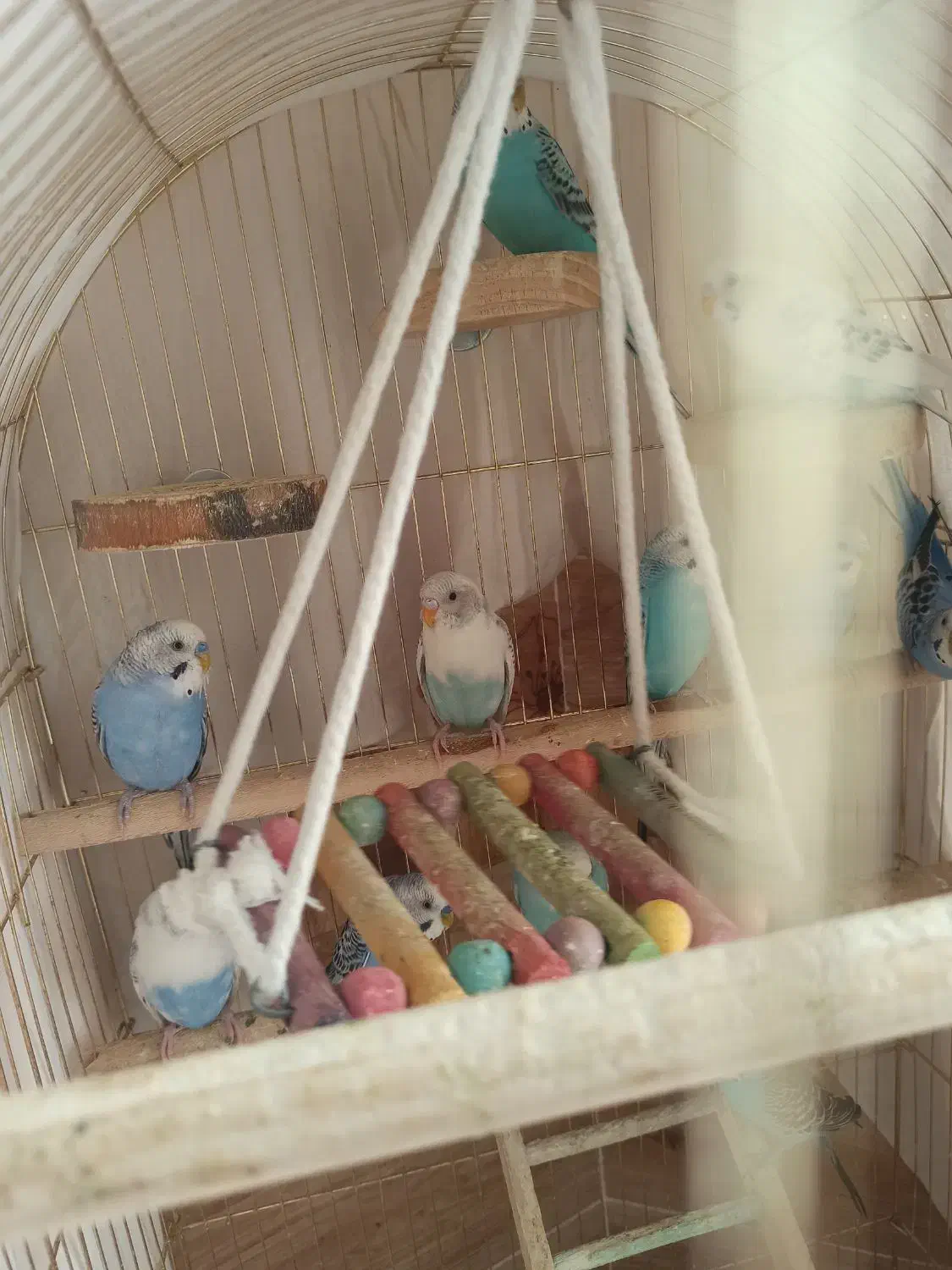 پرنده|پرنده|سردشت, |دیوار