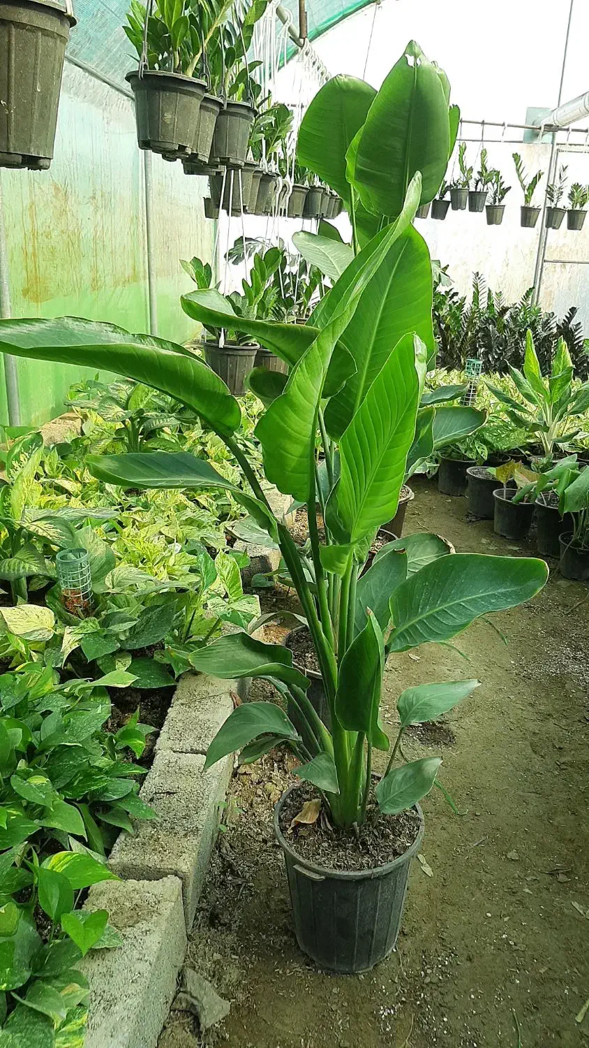 انواع گلهای بلند کنار سالنی(نیکولای آمستل اریکا)|گل و گیاه طبیعی|ساری, |دیوار