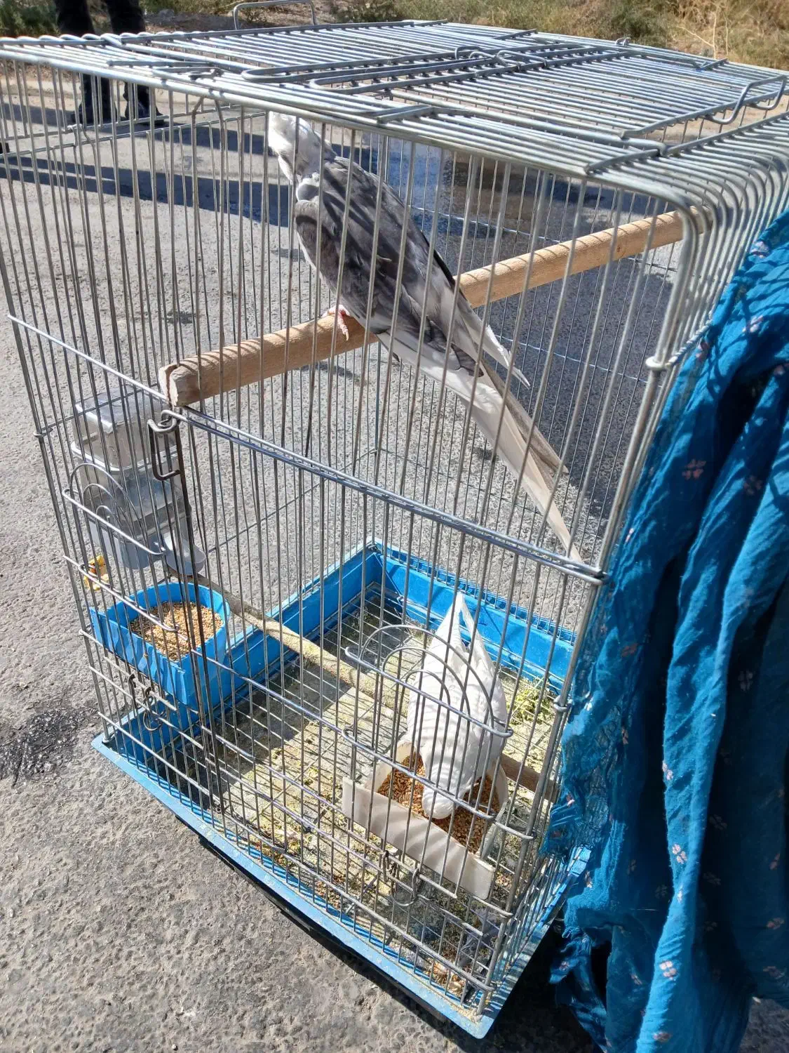 ۴ جفت عروس هلندی|پرنده|شیراز, تل حسینآباد|دیوار