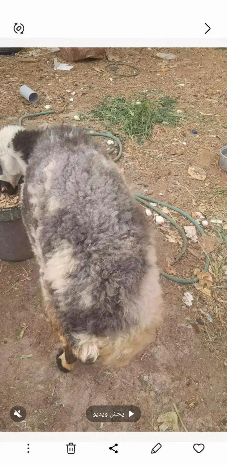 میش جوان|حیوانات مزرعه|زارچ, |دیوار