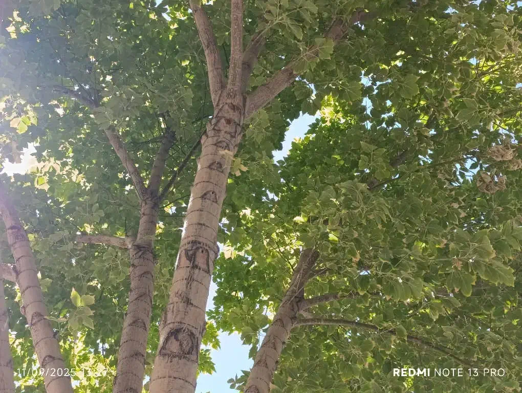 ماکت|اسباببازی|دهلران, |دیوار