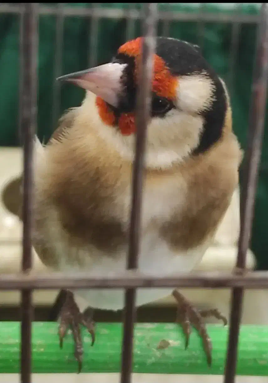 قناری دو|پرنده|مبارکه, |دیوار