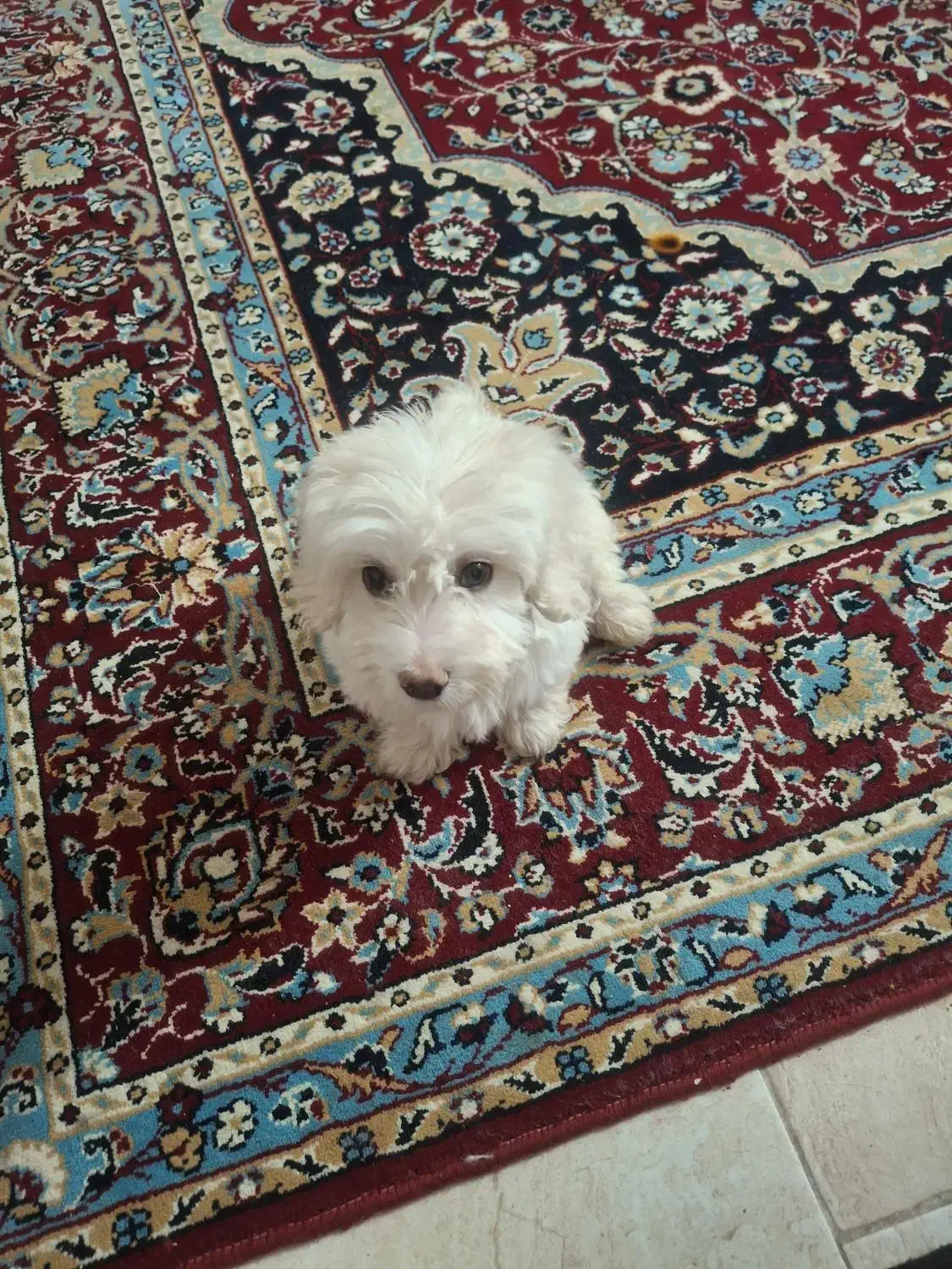 ۵ملیون|سگ|حمیدیا, |دیوار