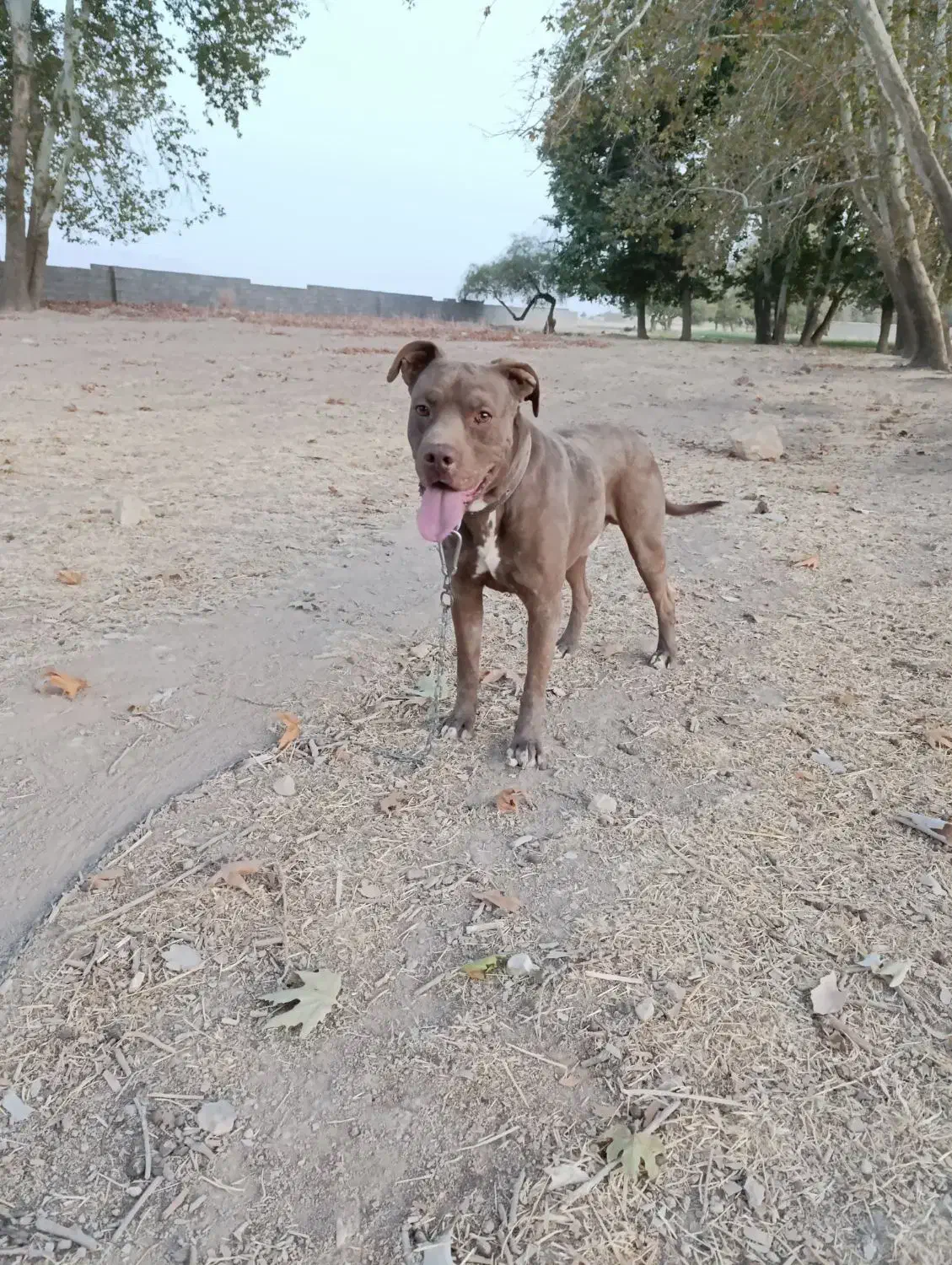 سگ پیتبول|سگ|بیضا, |دیوار