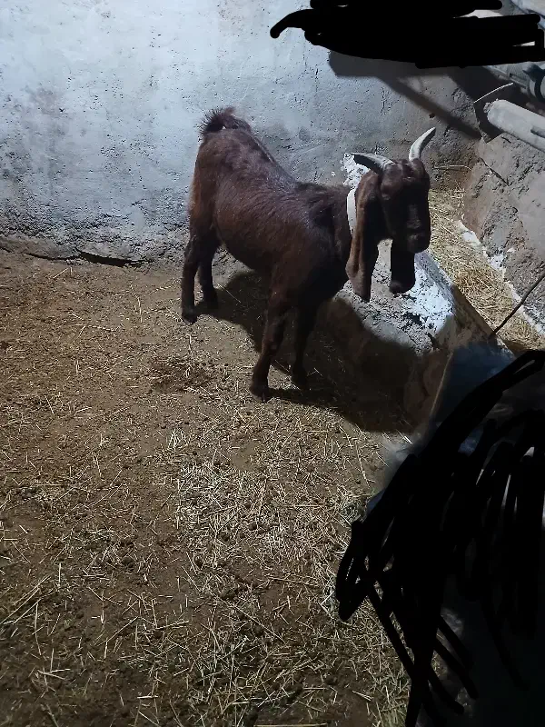 تیشتر بهده نجدی|حیوانات مزرعه|اندیکا, |دیوار