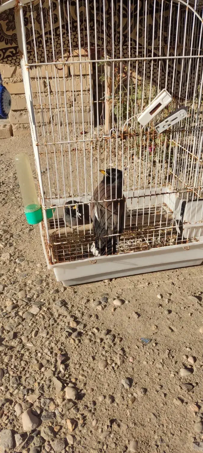 مرغ مینا سخنگو|پرنده|آزادشهر, |دیوار