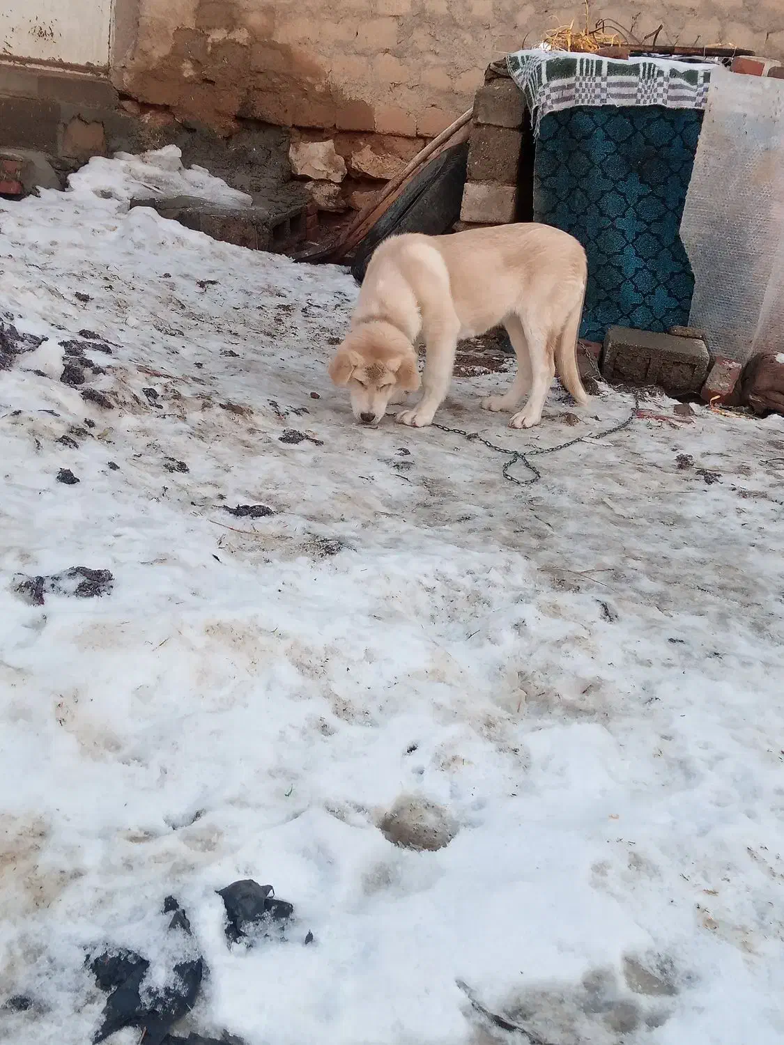 توله پژدر ماده|سگ|میاندوآب, |دیوار