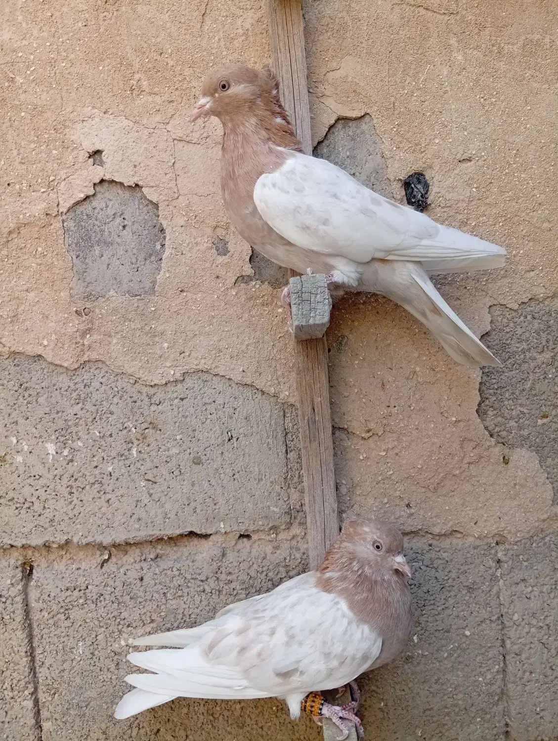 ماده کله سوسنی|پرنده|جهرم, |دیوار