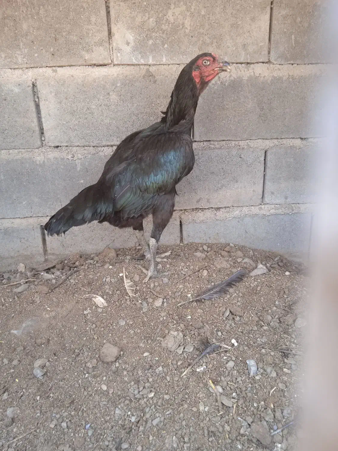 مرغ لاری افغان خالص|پرنده|رشتخوار, |دیوار