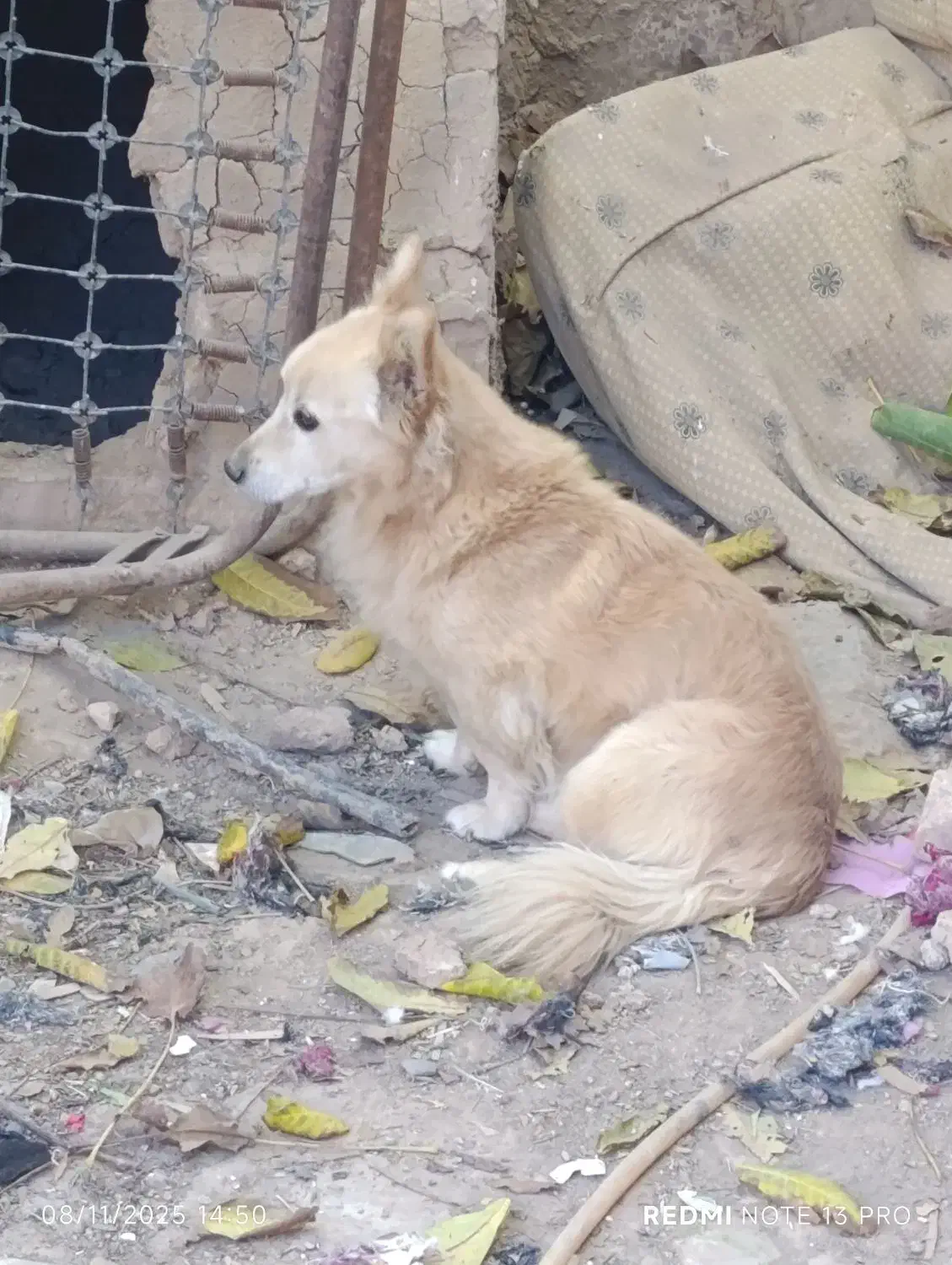 سگ نر|سگ|اسفراین, |دیوار