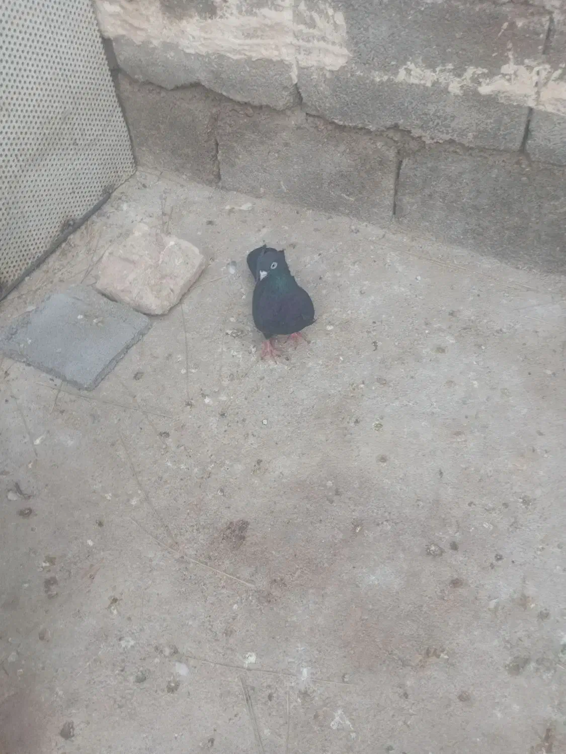 کبوتر|پرنده|ایذه, |دیوار