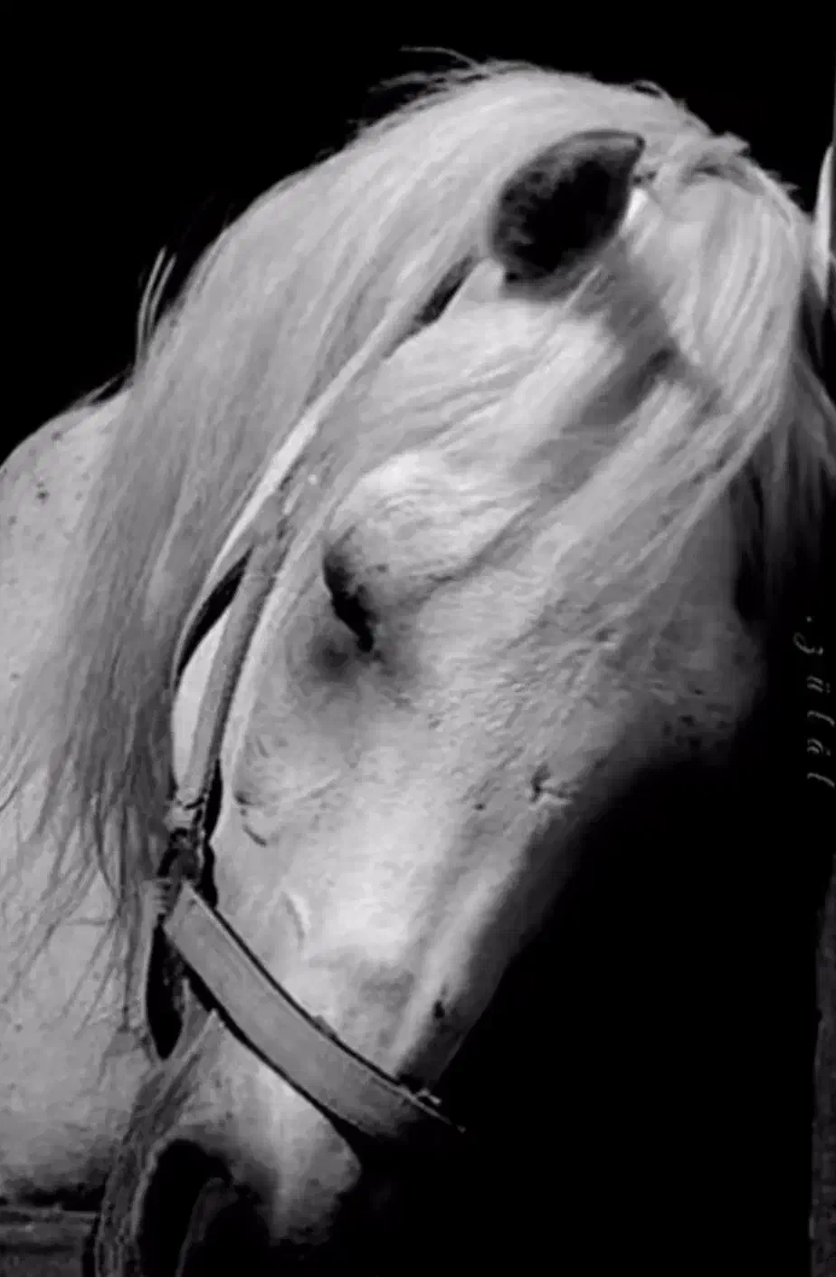 اسب عرب مصری دوسر|اسب و تجهیزات اسبسواری|شاندیز, |دیوار