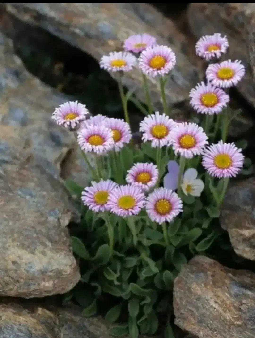 گل نرگس|گل و گیاه طبیعی|اصفهان, شهرک گل نرگس|دیوار