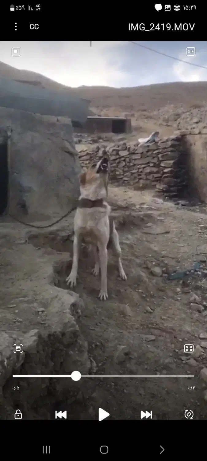 سگ فروشی برا نگهبانی|سگ|الیگودرز, |دیوار